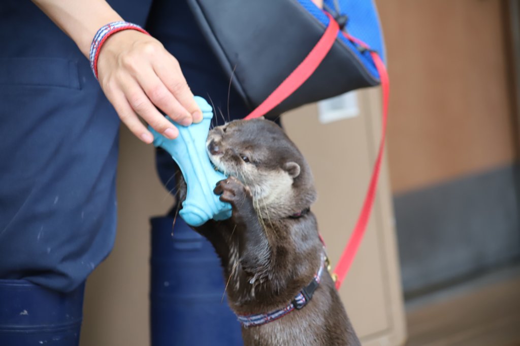 コツメカワウソ