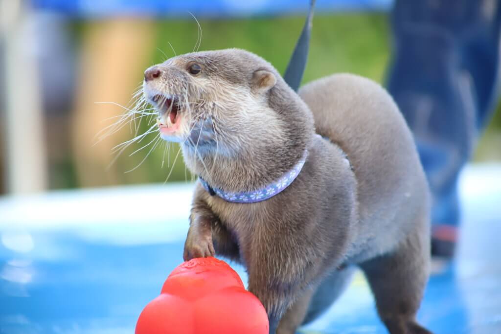 コツメカワウソ