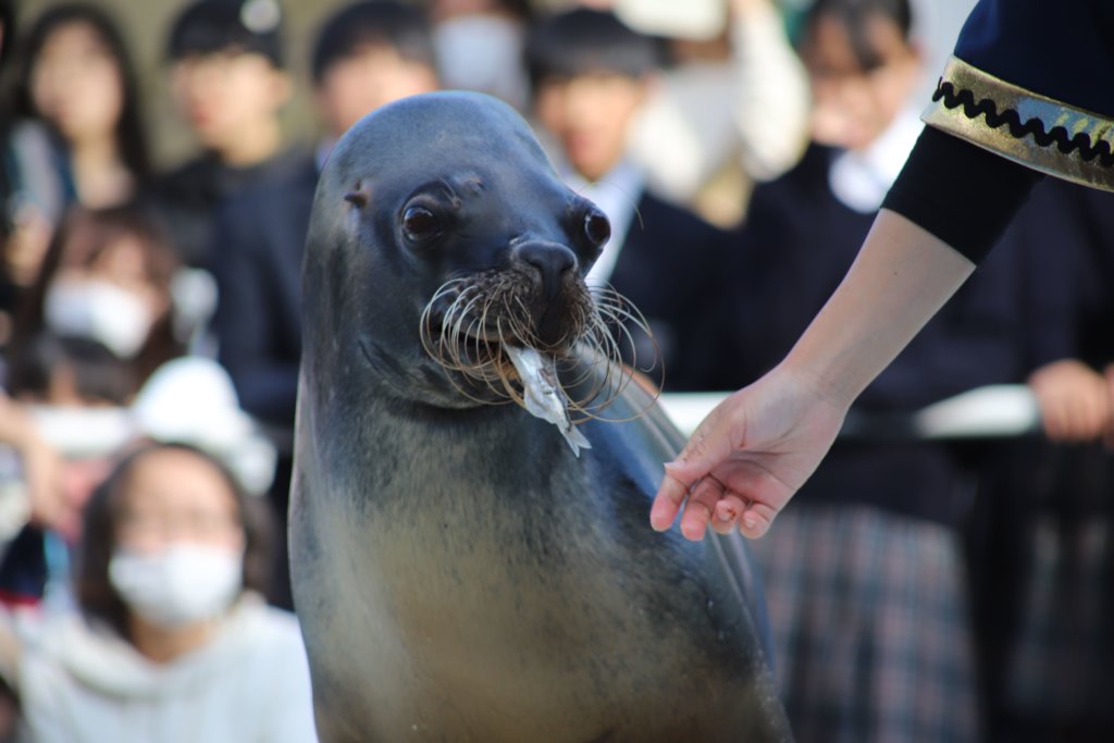 魚を咥えたアシカ