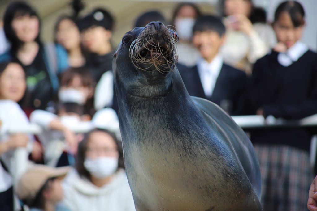 魚が消えた後のアシカ