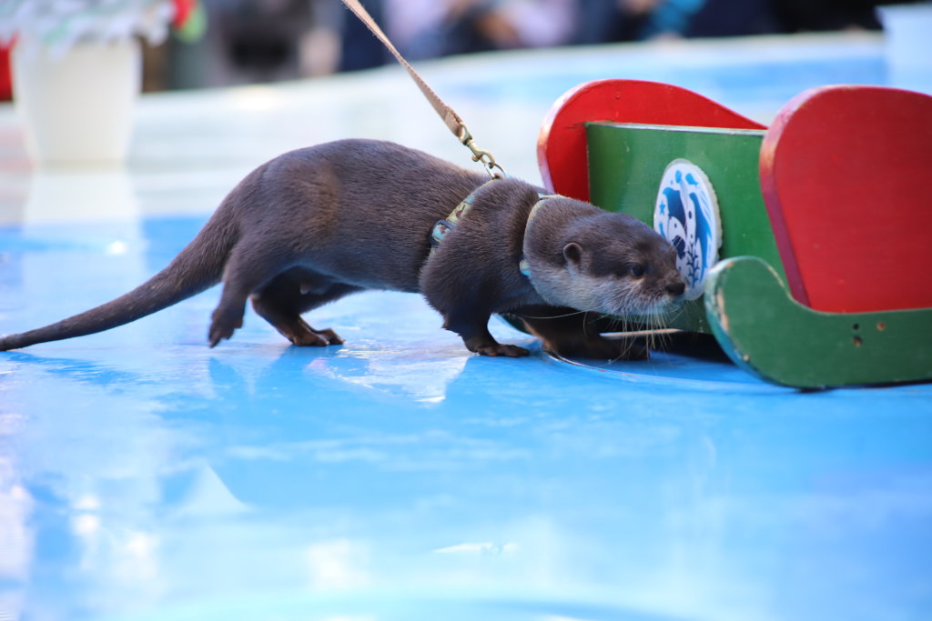 ソリに近づくカワウソ