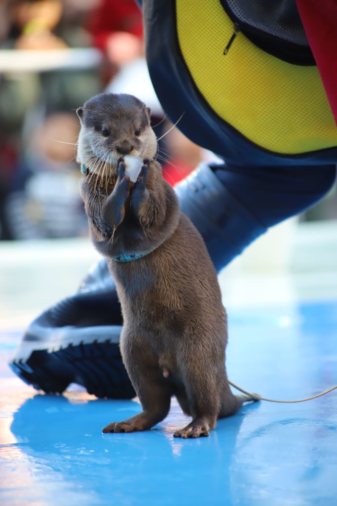 氷を持つカワウソ