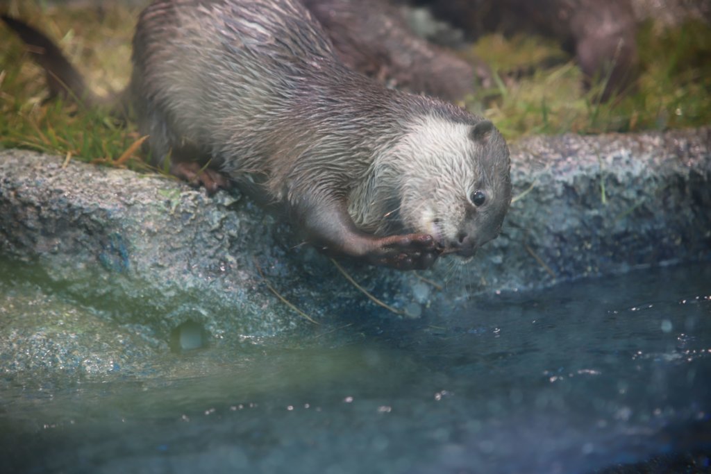 カワウソ