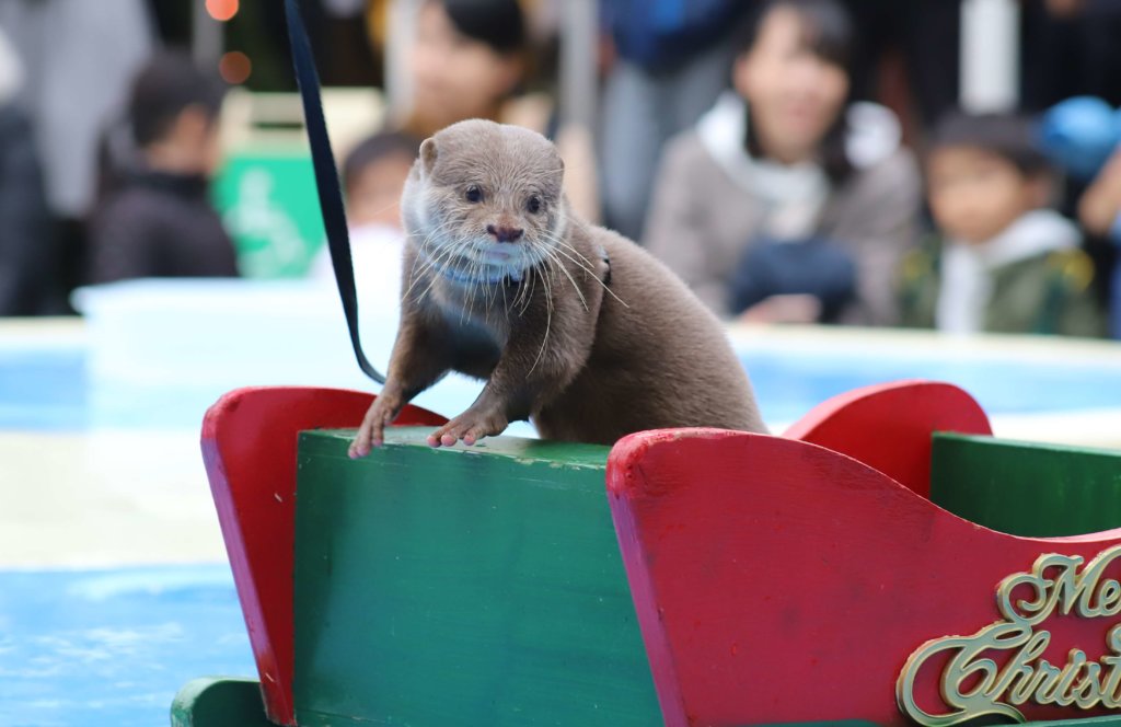 ソリに乗っているカワウソ